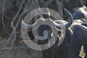 Close up of African Buffalo