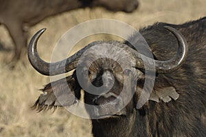 Close up of African Buffalo