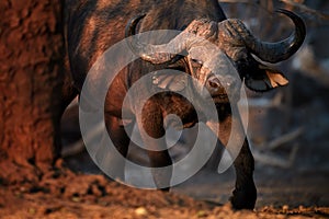 Close up African buffalo, Syncerus caffer, dangerous animal in vibrant morning light. Big male coming out of the forest, looking
