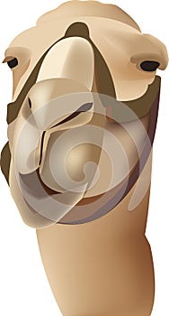 Close-up of African camel