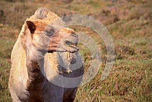 Close up of an african  camel on the grass