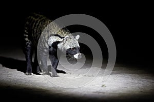 Close up African civet, Civettictis civetta, night photo of wild, largest civet from front view. Nocturnal african predator.