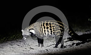 Close up African civet, Civettictis civetta, night photo of wild, largest civet, side view. Nocturnal african predator. Wildlife