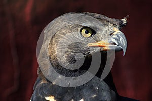 Close Up of African Crowned Eagle Face