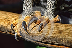 Close Up of African Crowned Eagle Talons