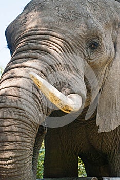 Close up of an African elephant