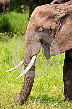 Close up of a African elephant with big tusks and trunk grazing on the savannah in Kenya