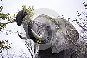 Close up of an African Elephant bull grazing