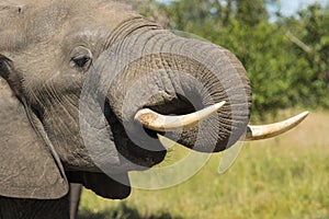 Close-up of an African Elephant bull`s head while drinking, Kruger National Park.