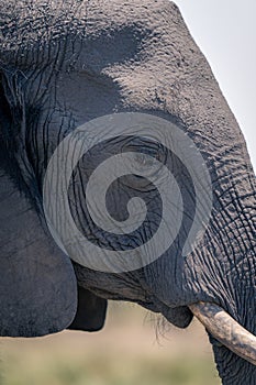 Close-up of African elephant face in profile