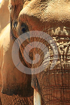 Close up of African elephant face in sunlight