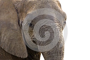 Close up african elephant head photo