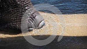 A close up of an African elephant leg in sea. Tourism and recreation in Thailand. Charming cute Asian woman travel