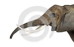 Close up of an African Elephant lifting its trunk, isolated