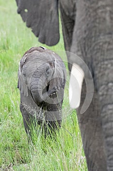 Close up African elephant mother and her young calf