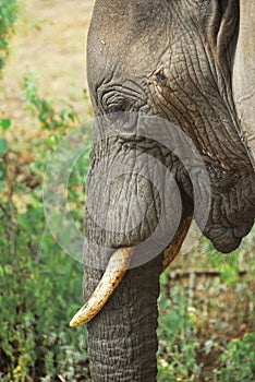 Close up an African elephant portrait