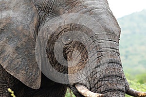A close-up of an African elephant walking
