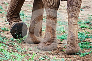 Close up of African Elephants legs at Tsavo East National Park in Kenya