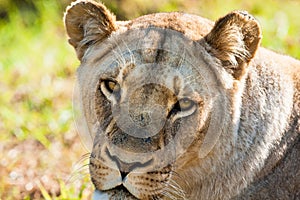 Close up african female lion look photo