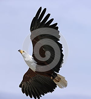 Close up of an African Fish Eagle