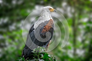 Close up of the African Fish eagle perched on a branch in the forest