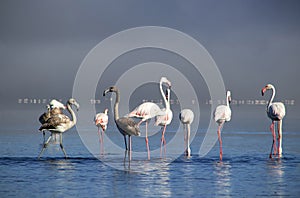 Close up of African flamingos that are standing in still water with reflection