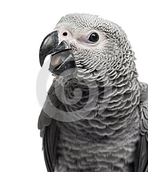 Close-up of a African Grey Parrot (3 months old) isolated on whi