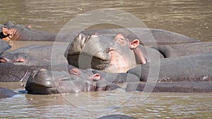 Close Up Of African Hippos Cute Sleeping And Resting In Rivers Or Lakes In Wild