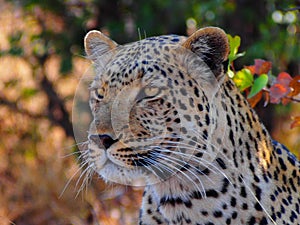 Close up of African leopard Panthera pardus pardus