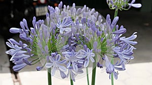 Close-up of African lily (Agapanthus africana), inflorescences with blue flowers