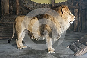 Close-up of an African lion