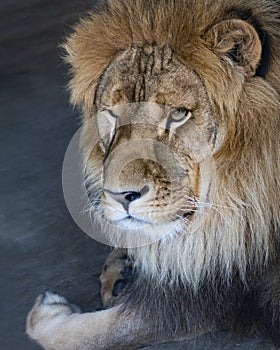 Close-up of an African lion