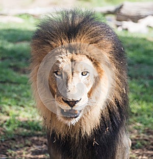 Close up of an African Male Lion