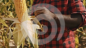 Close up, african man farmer opening the corn in the corn field