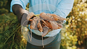 Close up, african man holding in hands homegrown harvest of fresh orange carrots.