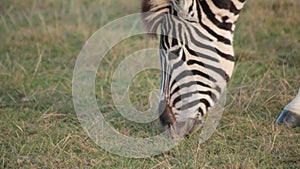 Close up of African plains zebra grazing