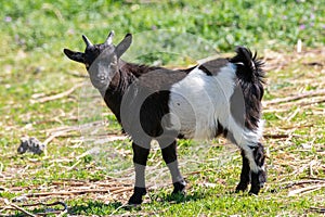 Close up of African pygmy goat Capra aegagrus hircus