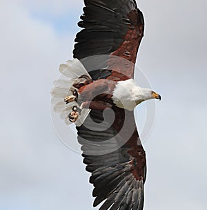 Close up of an African Sea Eagle in flight