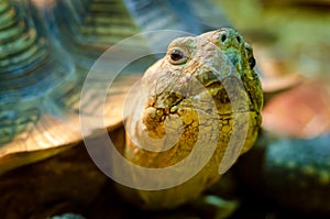 Close-up of African spurred tortoise