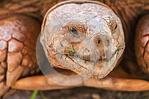 Close up of african spurred tortoise or geochelone sulcata in the garden. Sulcata tortoise is looking at camera