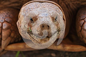 Close up of african spurred tortoise or geochelone sulcata in the garden. Sulcata tortoise is looking at camera