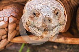 Close up of african spurred tortoise or geochelone sulcata in the garden. Sulcata tortoise is looking at camera