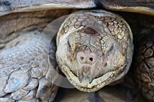 Close up of african spurred tortoise or geochelone sulcata in the garden. Sulcata tortoise is looking at camera