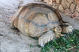 Close up of african spurred tortoise or geochelone sulcata in the garden. Sulcata tortoise is looking at camera