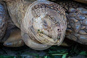 Close up of african spurred tortoise or geochelone sulcata in the garden. Sulcata tortoise is looking at camera