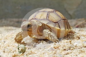 Close up African spurred tortoise resting in the garden, Slow life ,Africa spurred tortoise sunbathe on ground with his protective