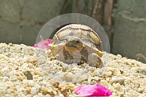 Close up African spurred tortoise resting in the garden, Slow life ,Africa spurred tortoise sunbathe on ground with his protective