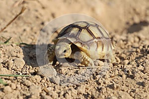 Close up African spurred tortoise resting in the garden, Slow life ,Africa spurred tortoise sunbathe on ground with his protective