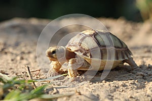 Close up African spurred tortoise resting in the garden, Slow life ,Africa spurred tortoise sunbathe on ground with his protective