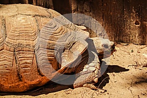Close up African spurred tortoise resting in the garden under the warm sun light.